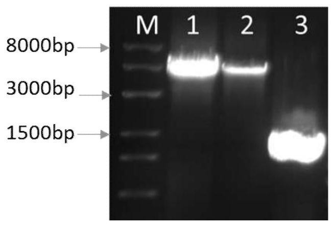 Recombinant plasmid, recombinant gene VII type Newcastle disease virus and culture method thereof