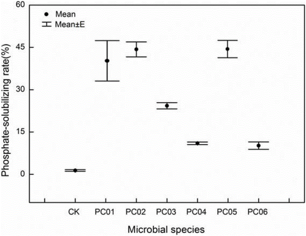 Phosphate solubilizing bacteria PC05 and isolating and screening method thereof