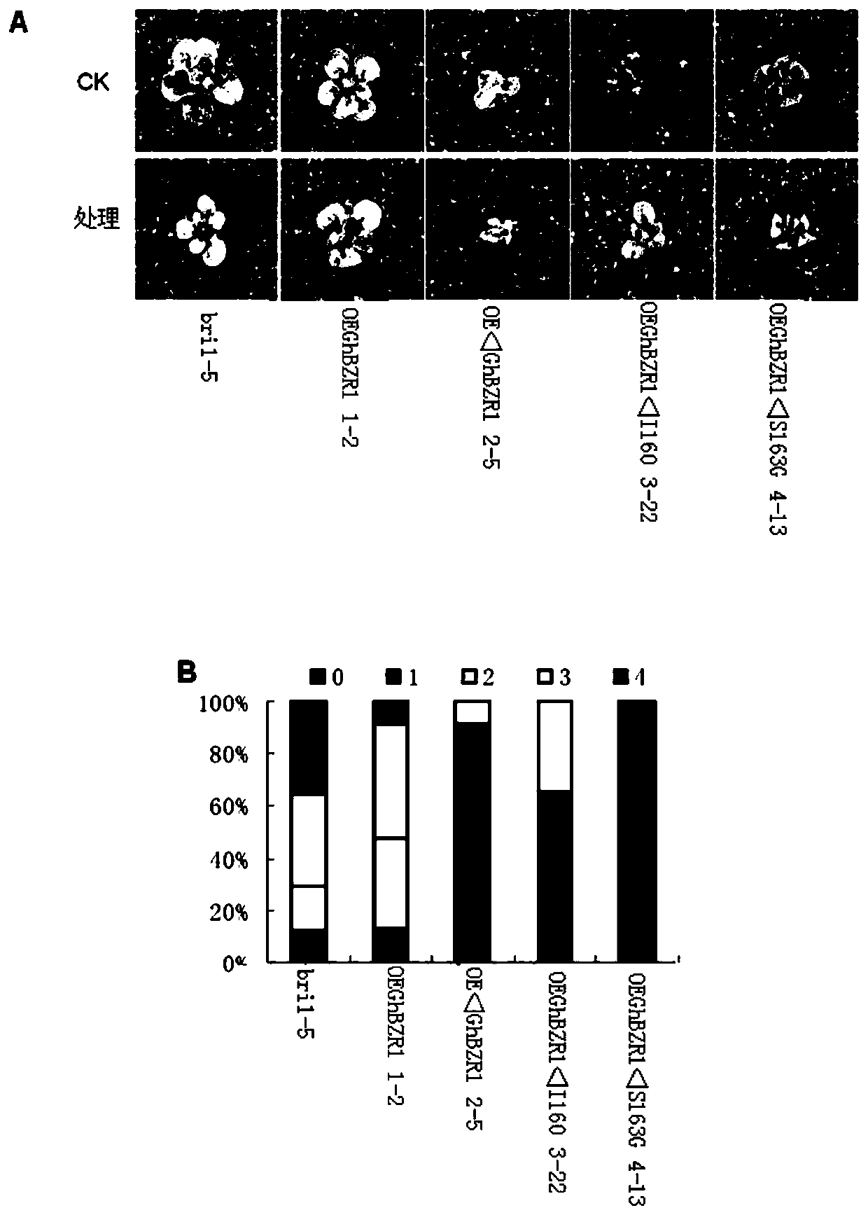 Application of protein and its coding gene in regulating plant resistance to Verticillium wilt