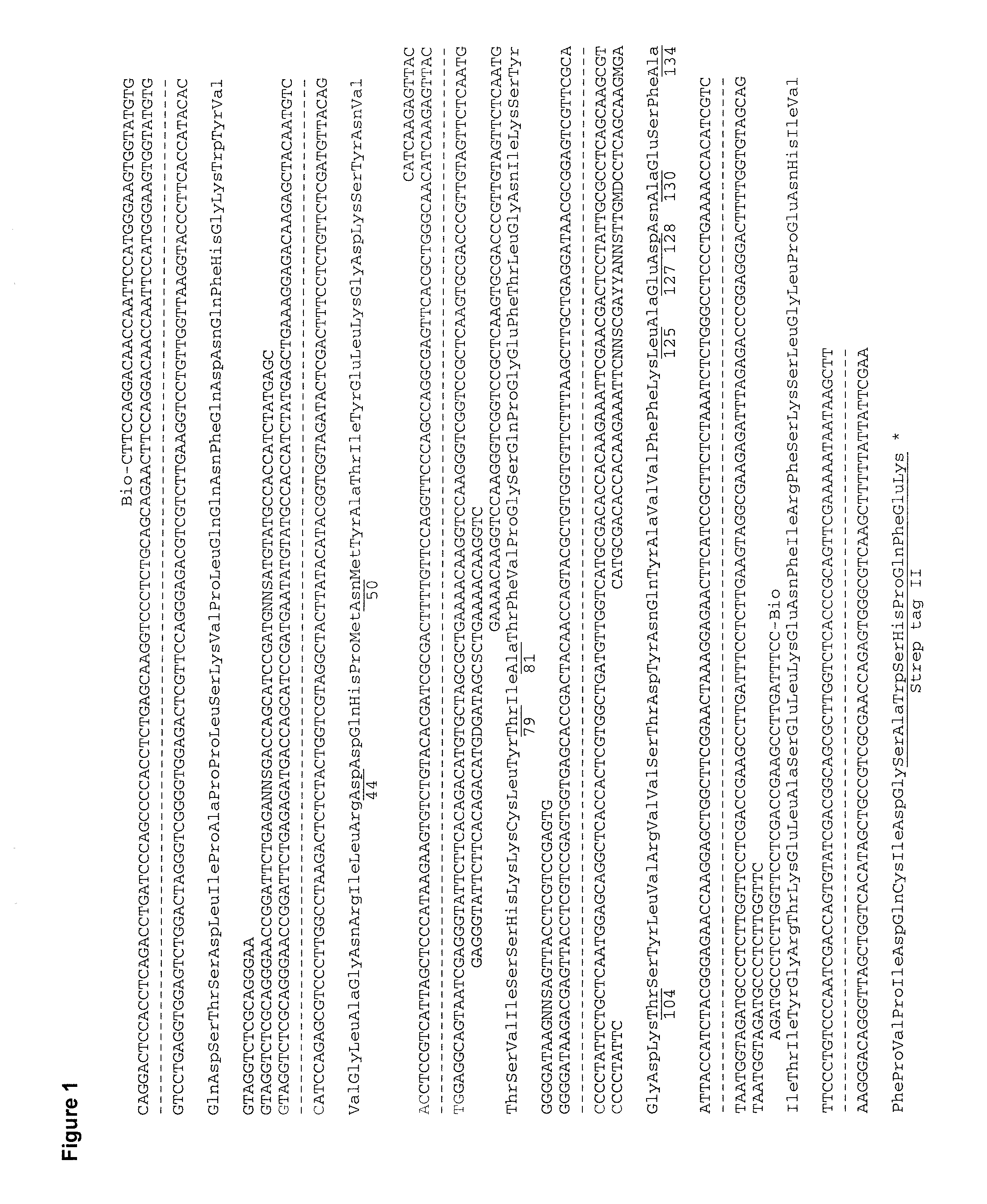 Muteins of human lipocalin 2 with affinity for ctla-4