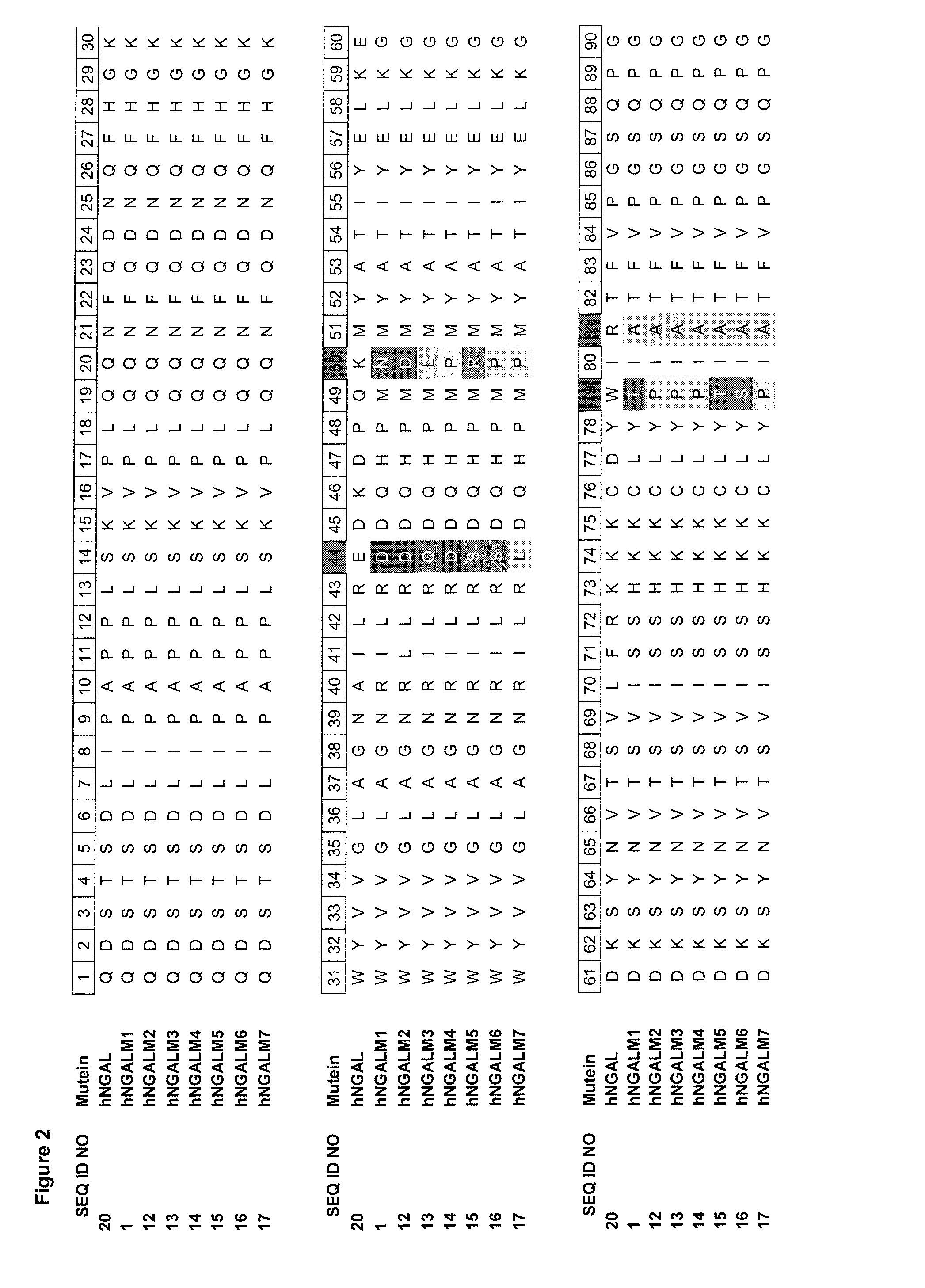 Muteins of human lipocalin 2 with affinity for ctla-4