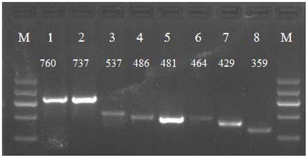 A PCR method and kit for simultaneous identification of animal-derived components