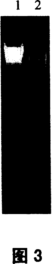 Small quality fast extraction method for soil total DNA