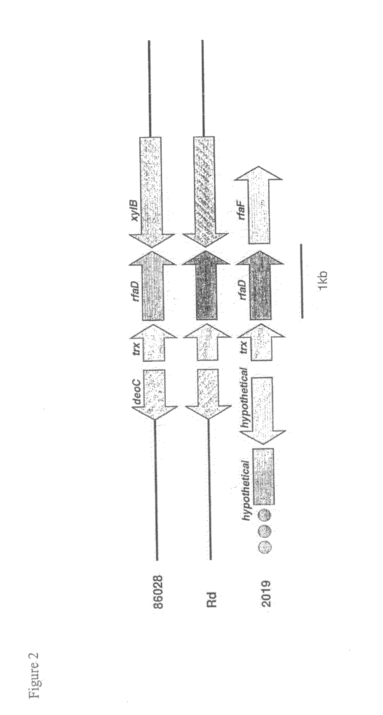 Genes of an Otitis Media Isolate of Nontypeable Haemophilus influenzae