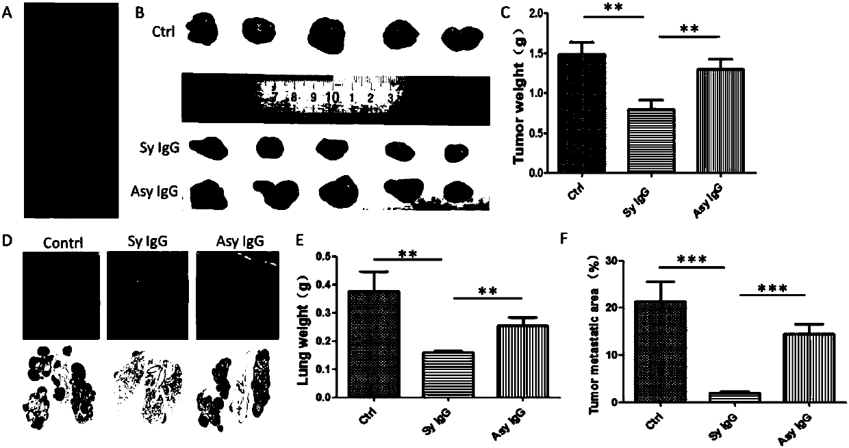 Use of symmetric IgG and composition thereof in preparing drugs for treating and preventing tumors