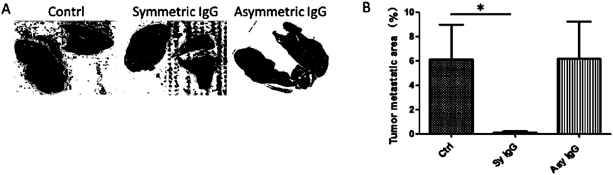 Use of symmetric IgG and composition thereof in preparing drugs for treating and preventing tumors