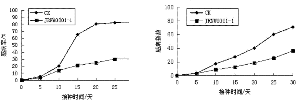 Bacillus amyloliquefaciens and application thereof to prevention and treatment of forest leaf spot disease