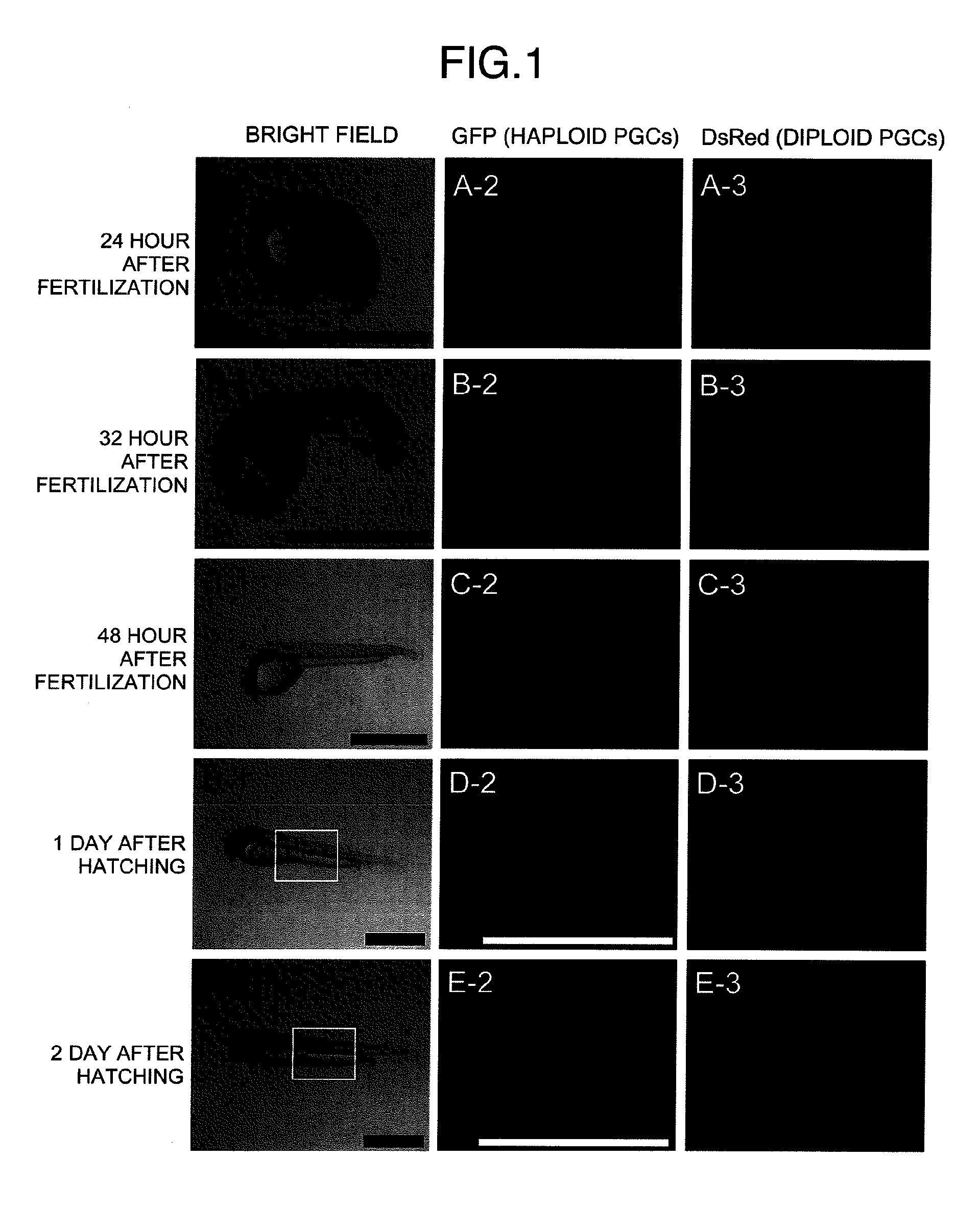 Method for acquiring genetically identical gamete from lethal fish haploid-derived germ cell via germ line chimera