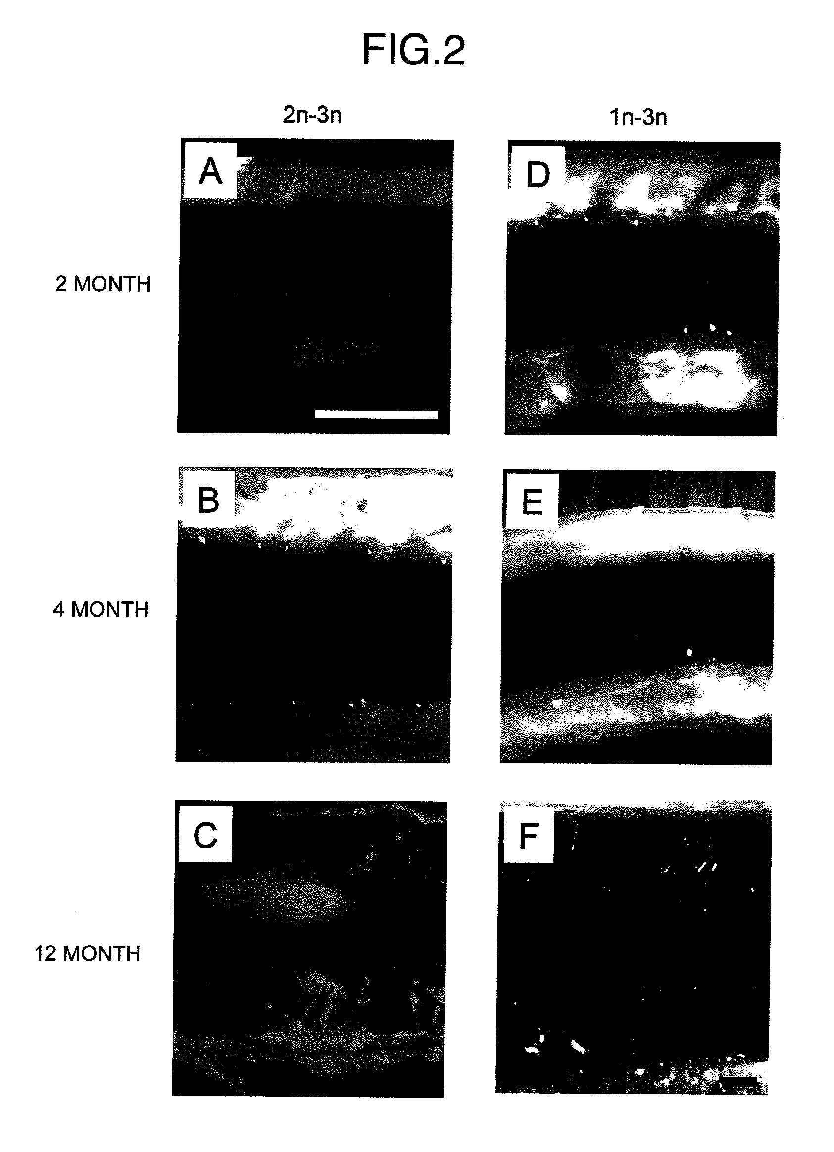 Method for acquiring genetically identical gamete from lethal fish haploid-derived germ cell via germ line chimera