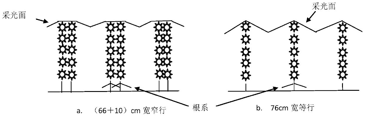 A method for the early cotton production method suitable for early cotton areas in the cotton area in the northwest