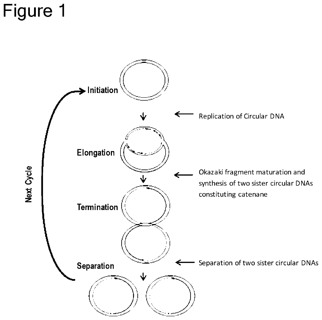 Method of replicating or amplifying circular DNA