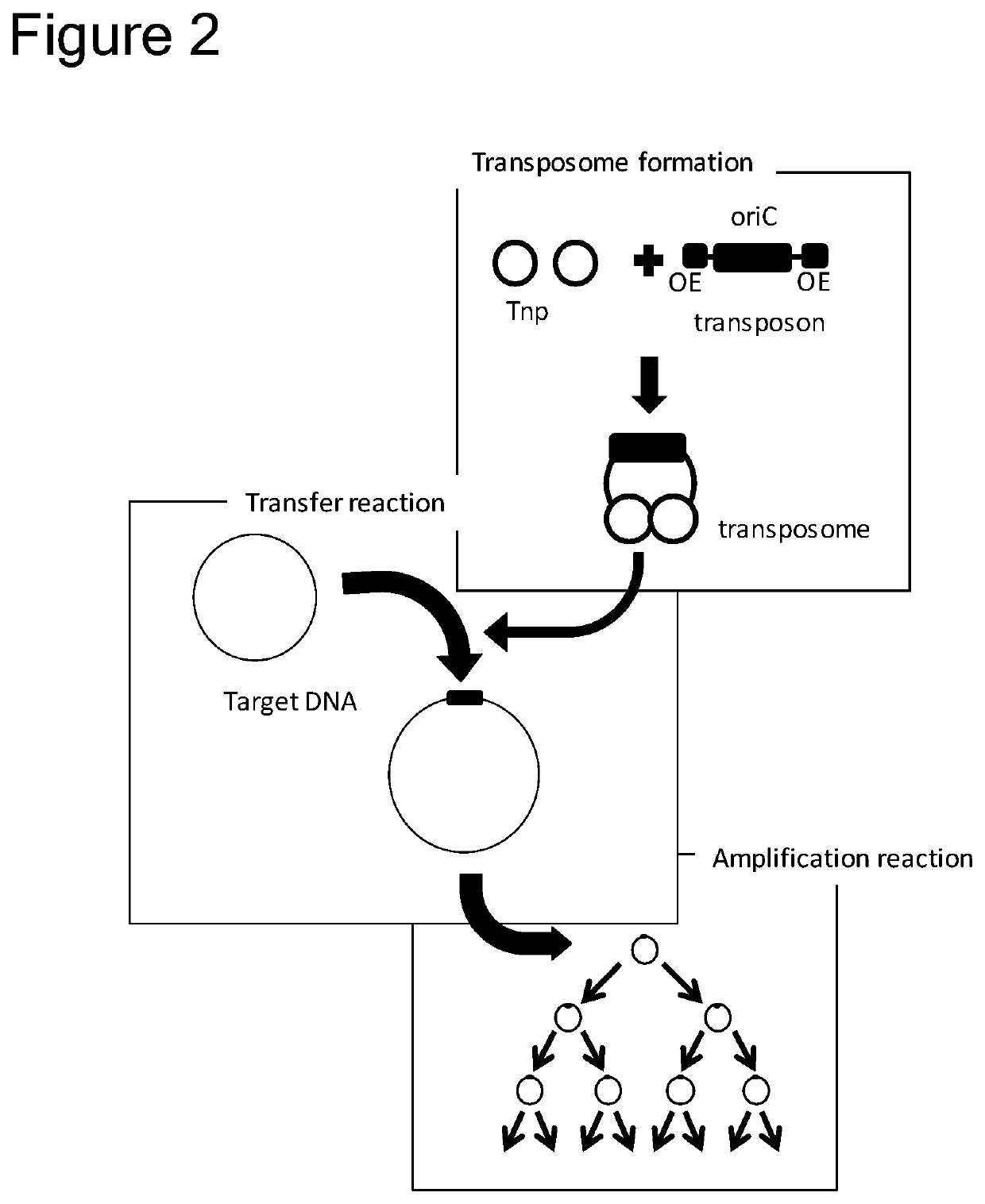 Method of replicating or amplifying circular DNA