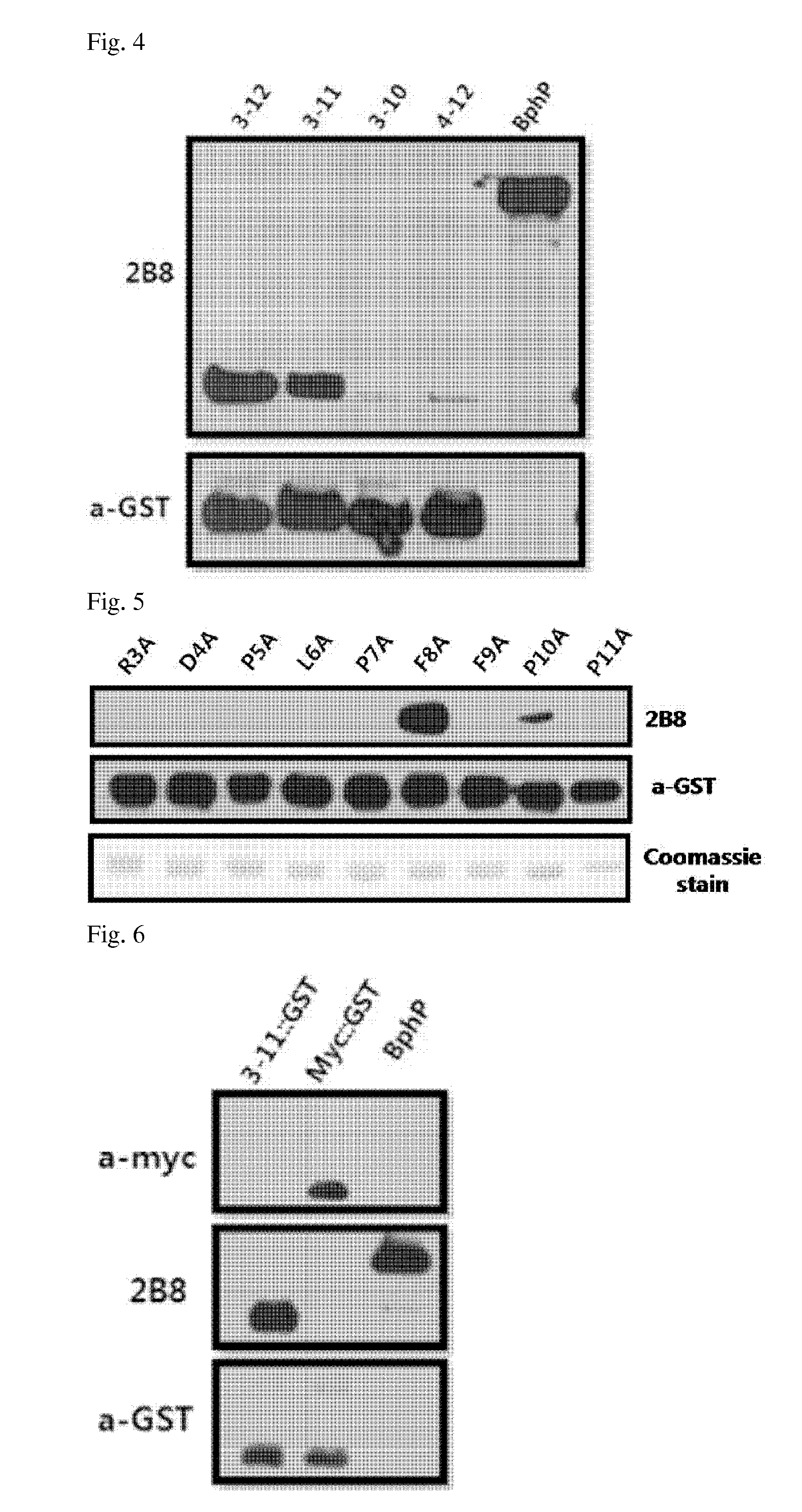 Peptide tag and uses thereof