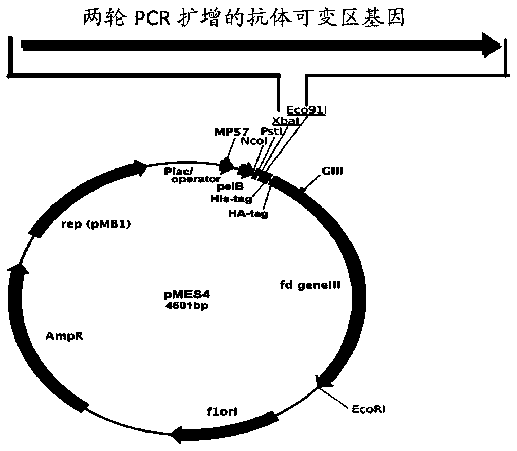 A kind of anti-carcinoembryonic antigen nanobody and its application