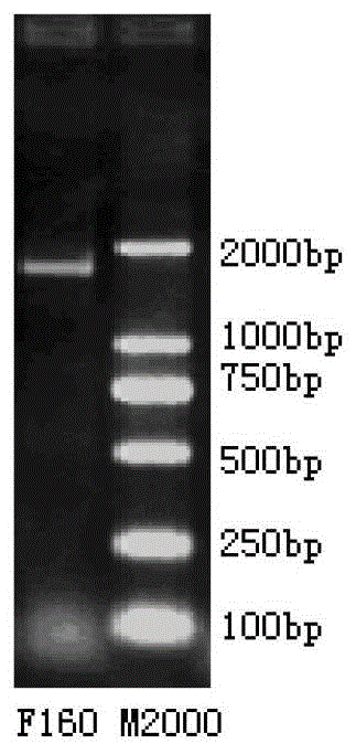 Chicken infectious bronchitis attenuated strain s1 gene and its attenuated strain and application