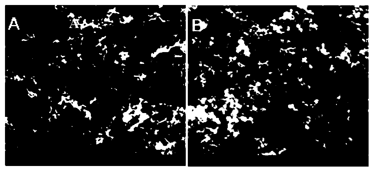 Porous carbon material used for lithium-air cell anode