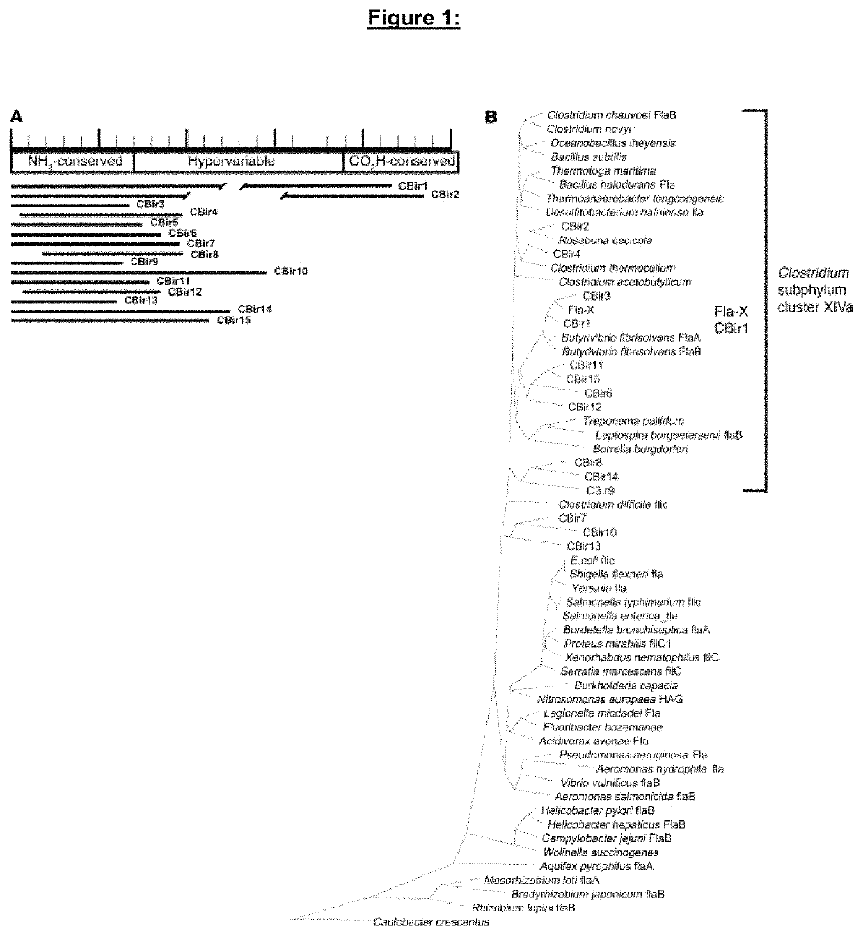 Methods of using genetic variants for the diagnosis and treatment of inflammatory bowel disease