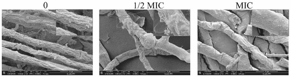 Experimental method of paeonol used as antibacterial agent against Aspergillus flavus