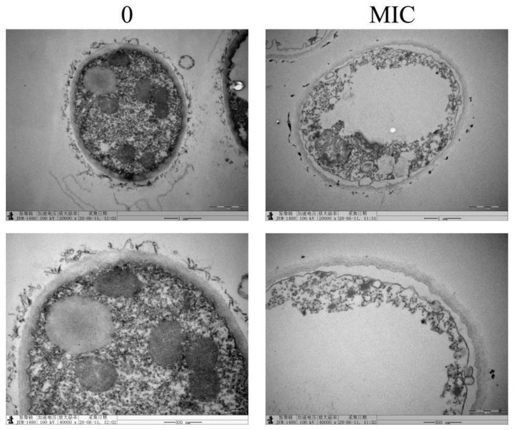 Experimental method of paeonol used as antibacterial agent against Aspergillus flavus