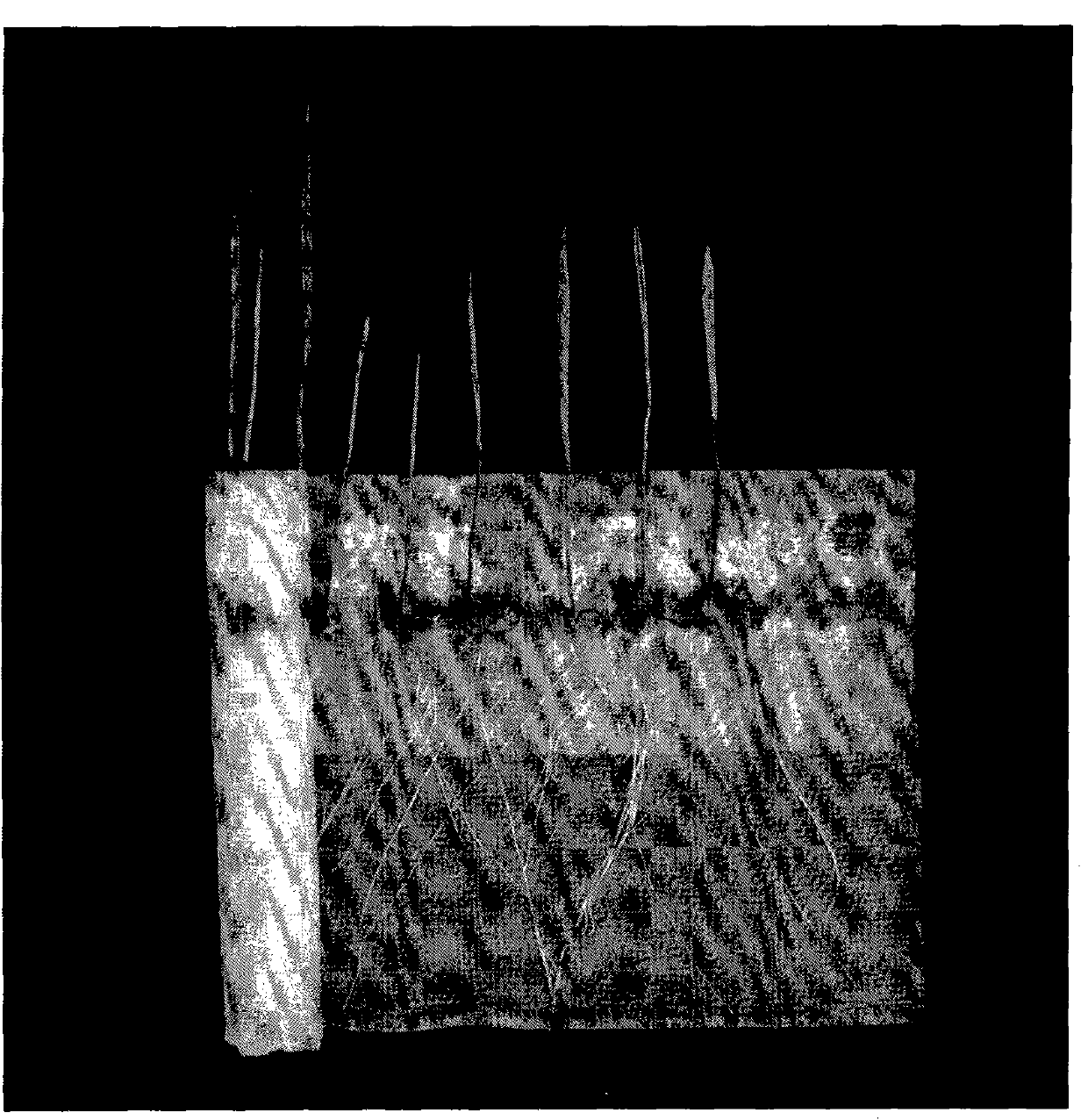 Fusarium graminearum caused rootstock rot seedling-stage resistance identification method