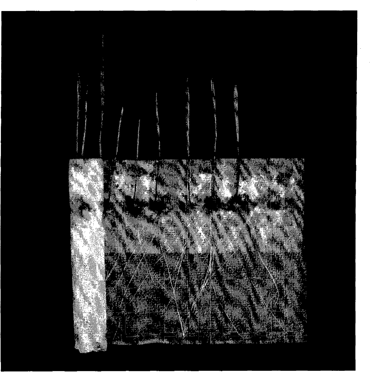 Fusarium graminearum caused rootstock rot seedling-stage resistance identification method