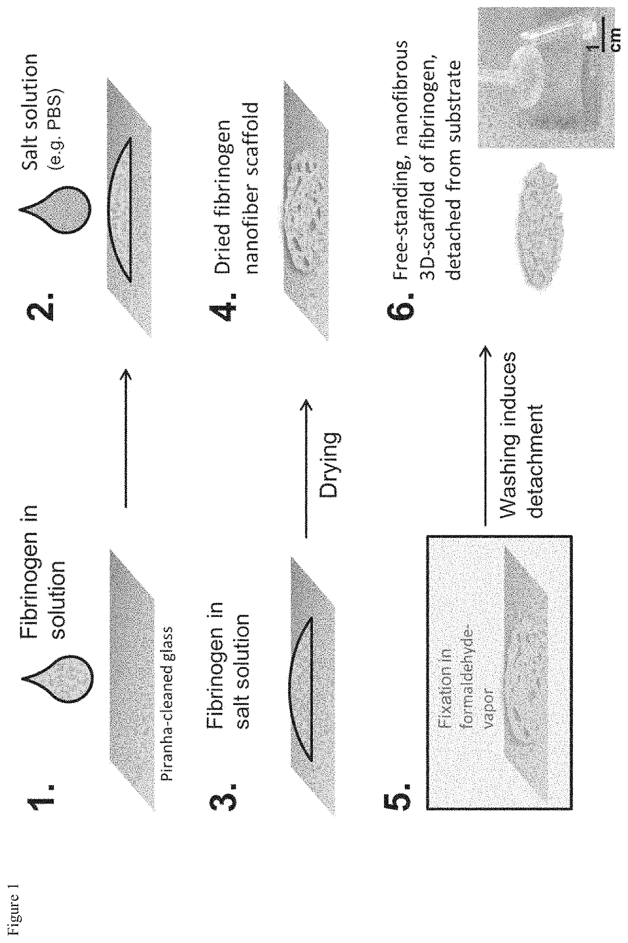 Methods of production of fibrous fibrinogen scaffolds and products thereof