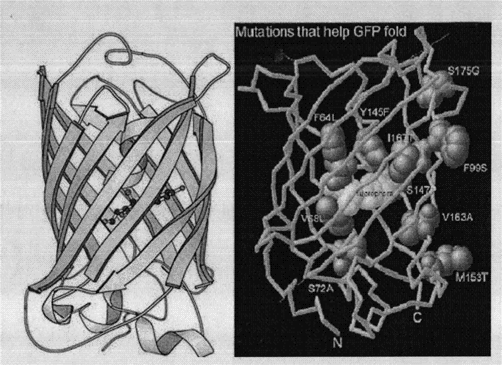 Fluorescent clone screening vector and preparation and application thereof