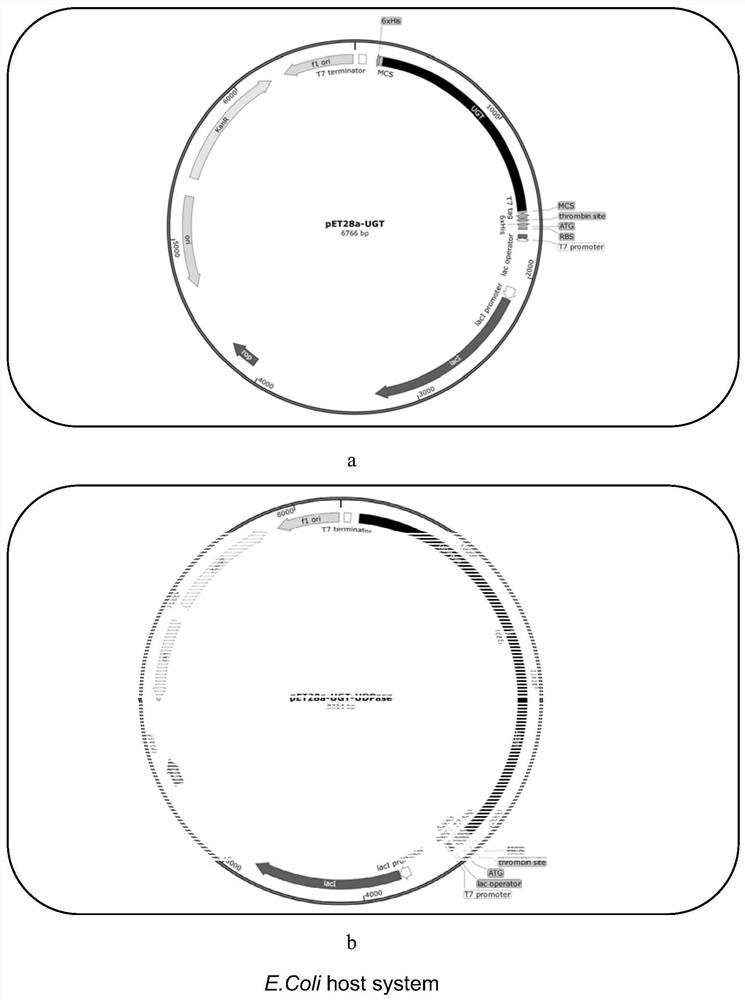 Construction and application of engineering strain for biosynthesizing momordica grosvenori glucoside V by taking mogrol as substrate