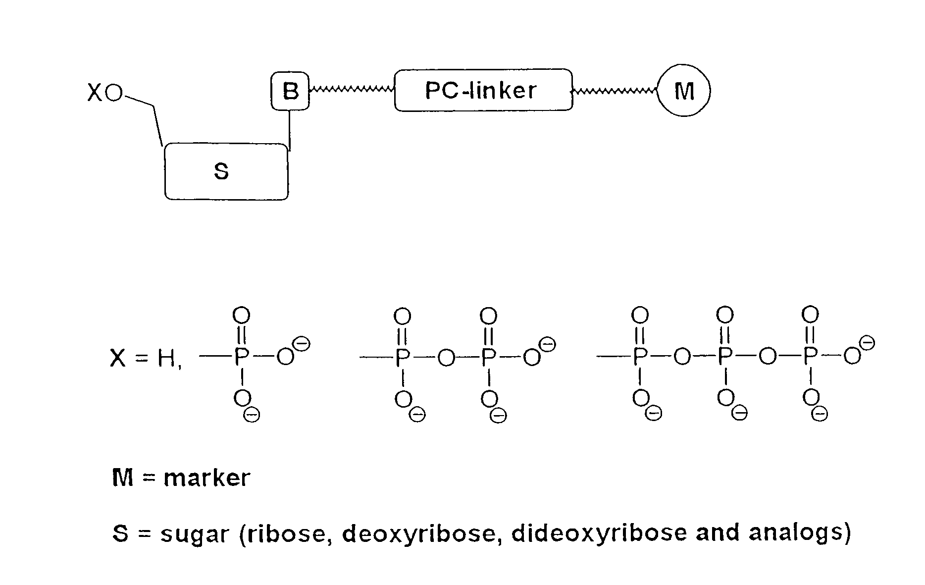 Nucleotide compositions comprising photocleavable markers and methods of preparation thereof