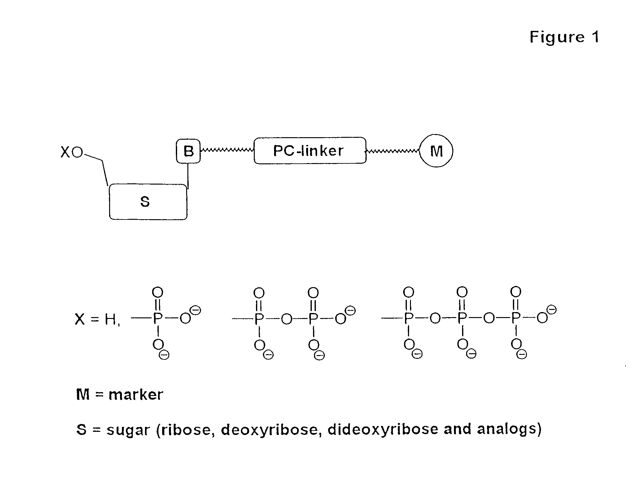 Nucleotide compositions comprising photocleavable markers and methods of preparation thereof