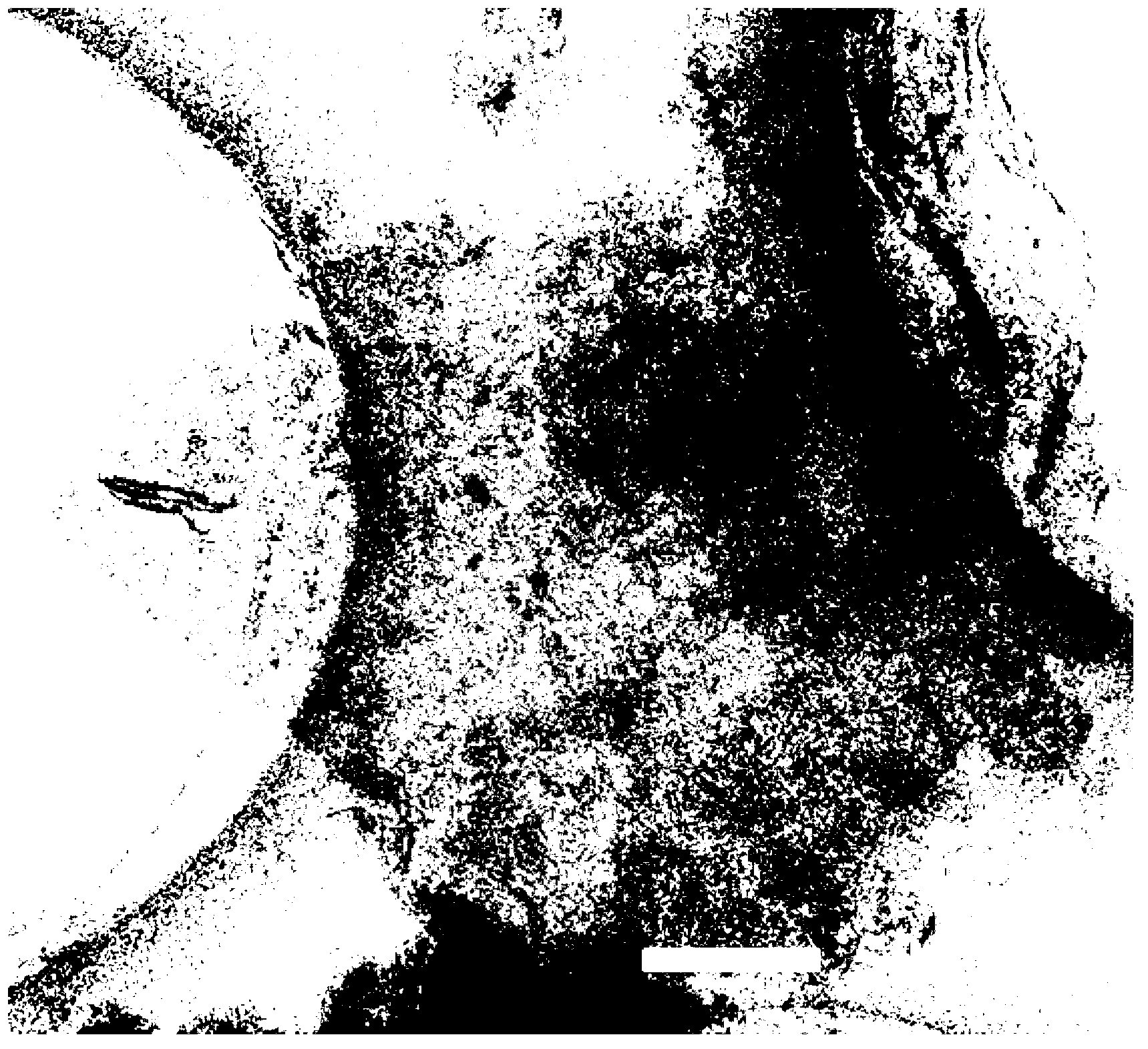 Method for preparing graphite phase carbon nitride material with monatomic layer structure