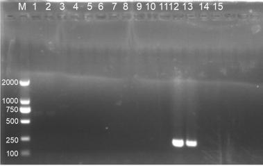 Ribosome RNA gene of erysiphe alphitoides and application thereof