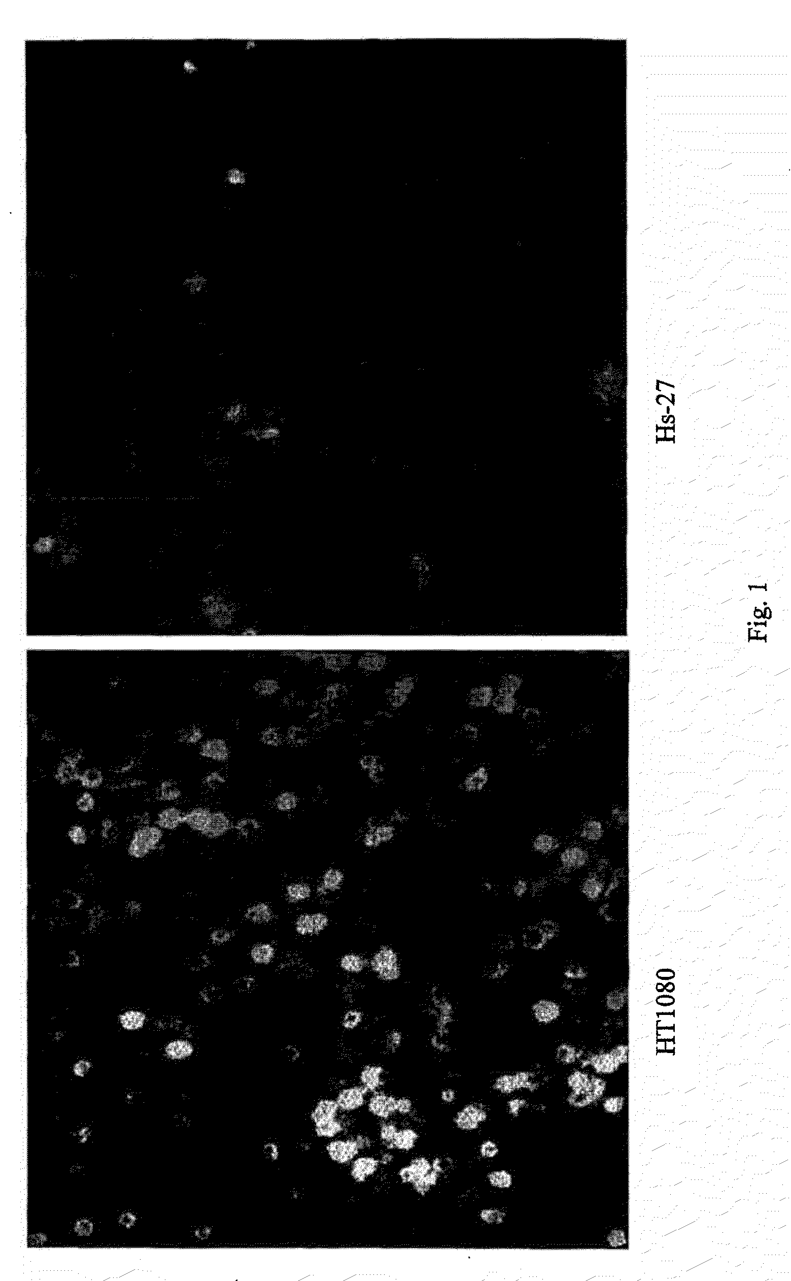 Modulation of the poliovirus receptor function