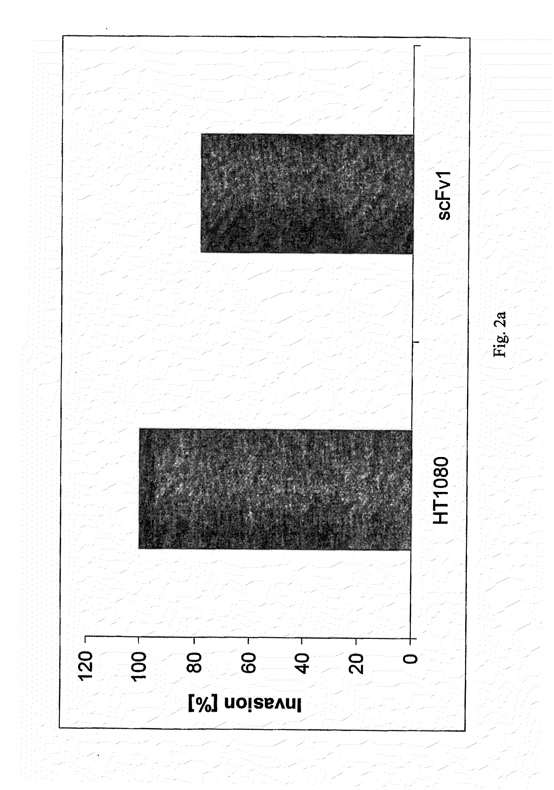 Modulation of the poliovirus receptor function