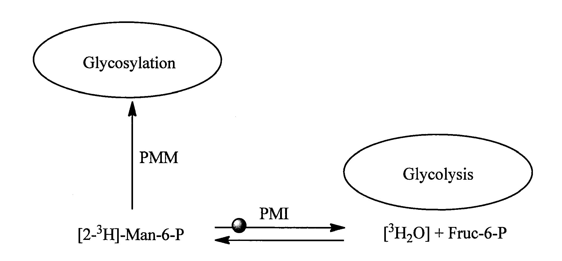 Benzoisothiazolones as inhibitors of phosphomannose isomerase