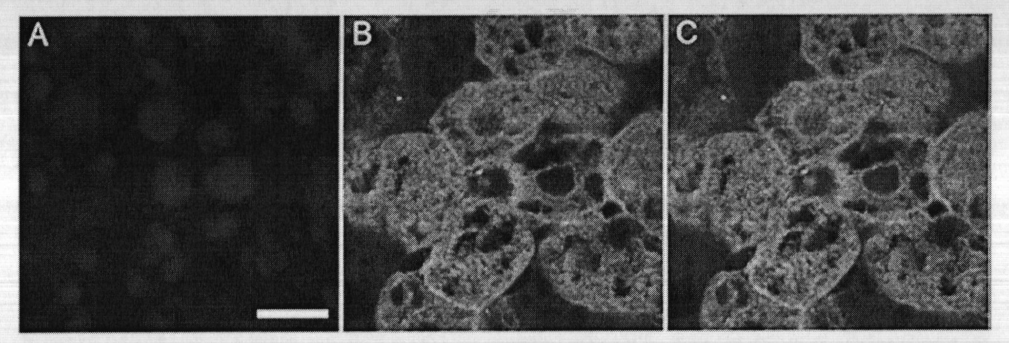 Selective medium of liver stem cells, method for selectively separating and amplifying liver stem cells as well as medicinal composition for treating diabetes