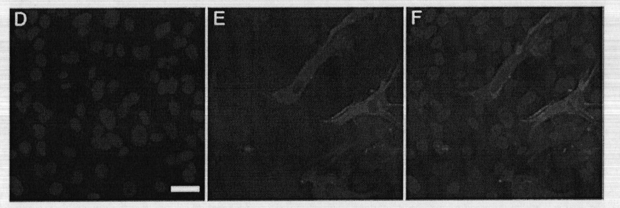 Selective medium of liver stem cells, method for selectively separating and amplifying liver stem cells as well as medicinal composition for treating diabetes