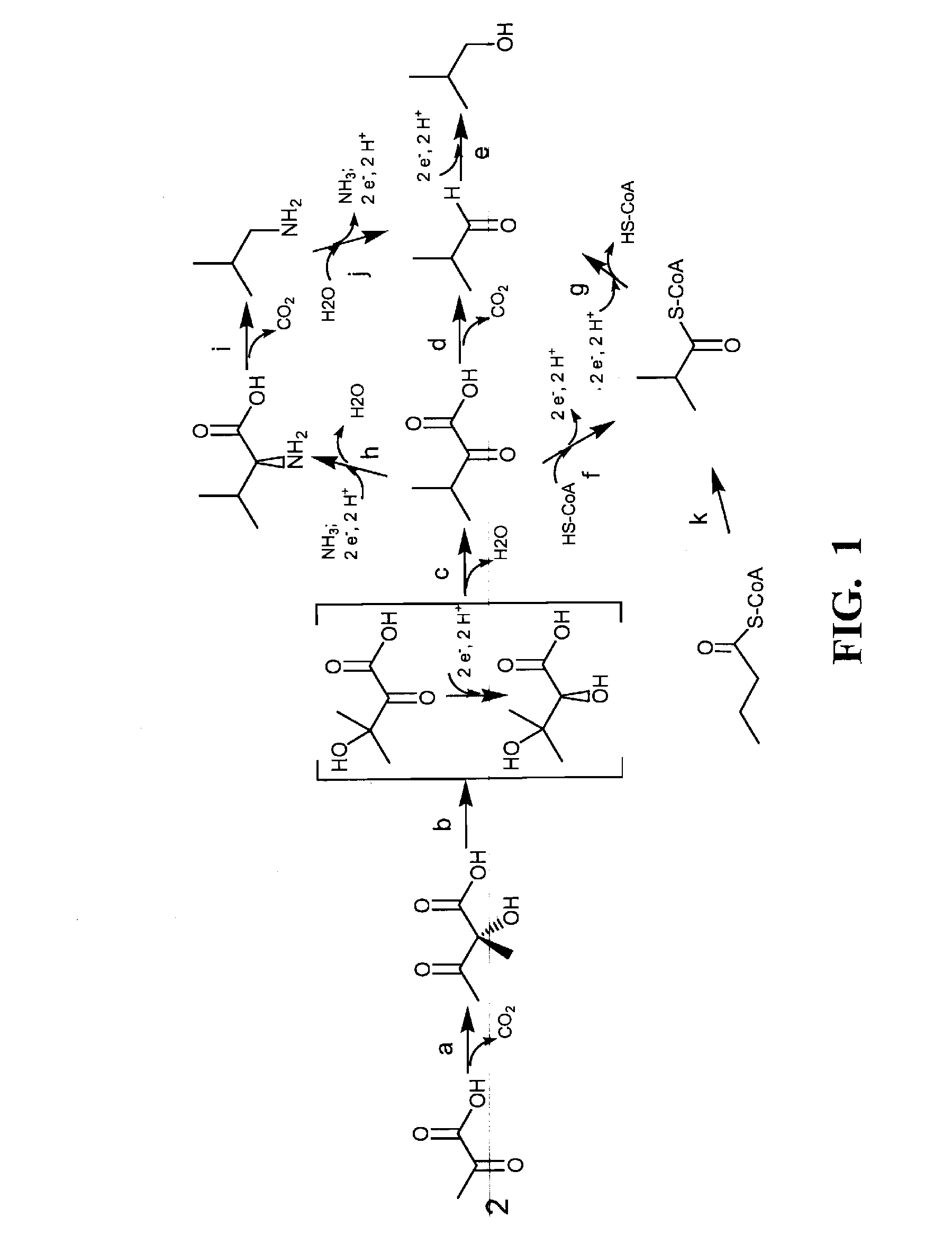 Yeast with increased butanol tolerance involving filamentous growth response