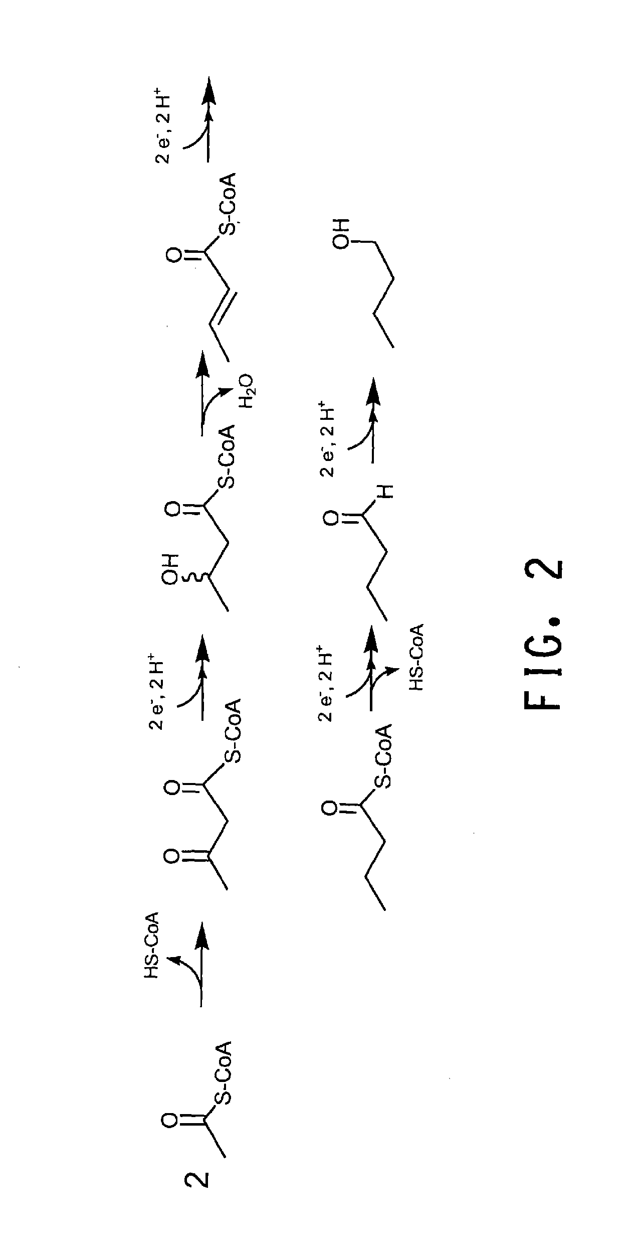 Yeast with increased butanol tolerance involving filamentous growth response