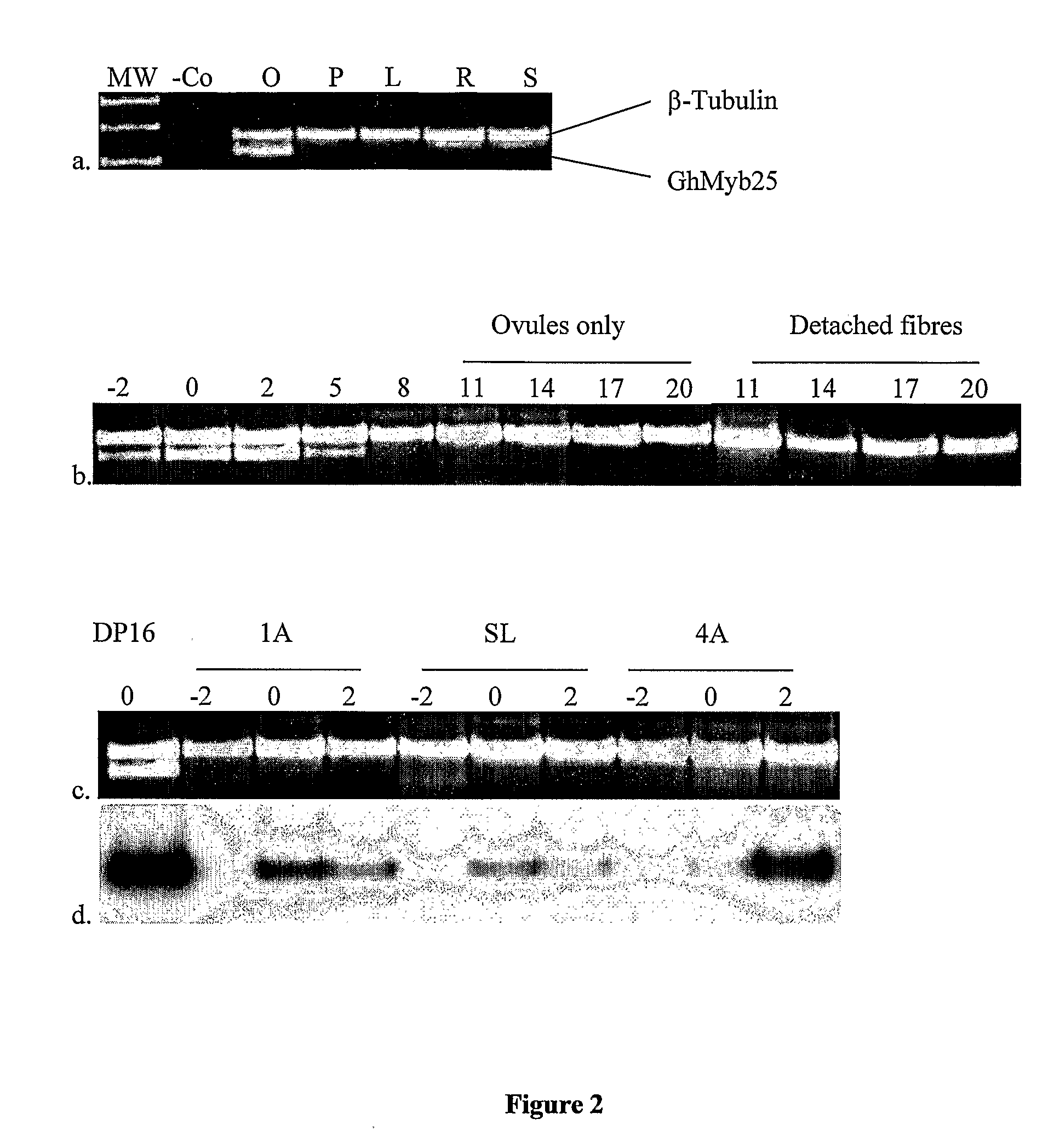 Genes involved in plant fibre development