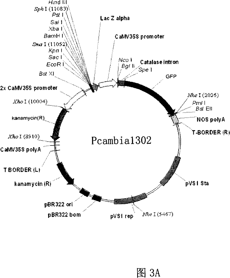 Plant male fertility related protein and its coding gene and application