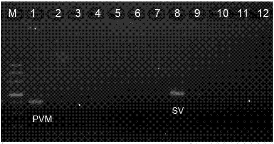 Multi-liquid-phase gene chip detection primer, kit and method for quickly distinguishing 5 respiratory pathogens of mouse