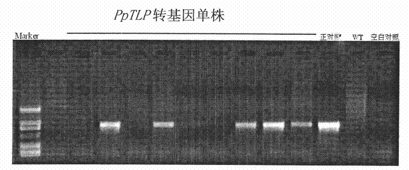 Thaumatin-like protein gene PpTLP from pyrus pyrifolia nakai with antifungal activity and application