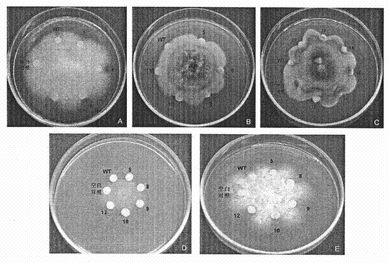 Thaumatin-like protein gene PpTLP from pyrus pyrifolia nakai with antifungal activity and application