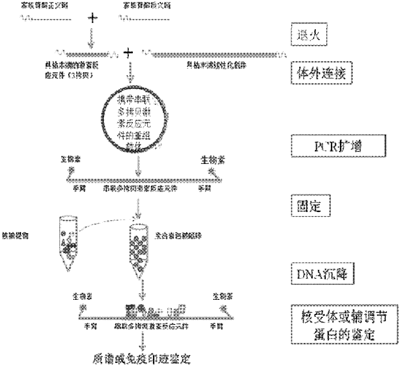 Method for gathering and separating endogenous nuclear receptors and deoxyribonucleic acid (DNA) binding sequence special for same