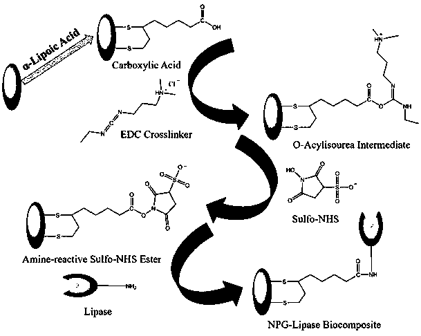 Method for preparing immobilized lipase by using porous nano-gold as carrier, and application of immobilized lipase