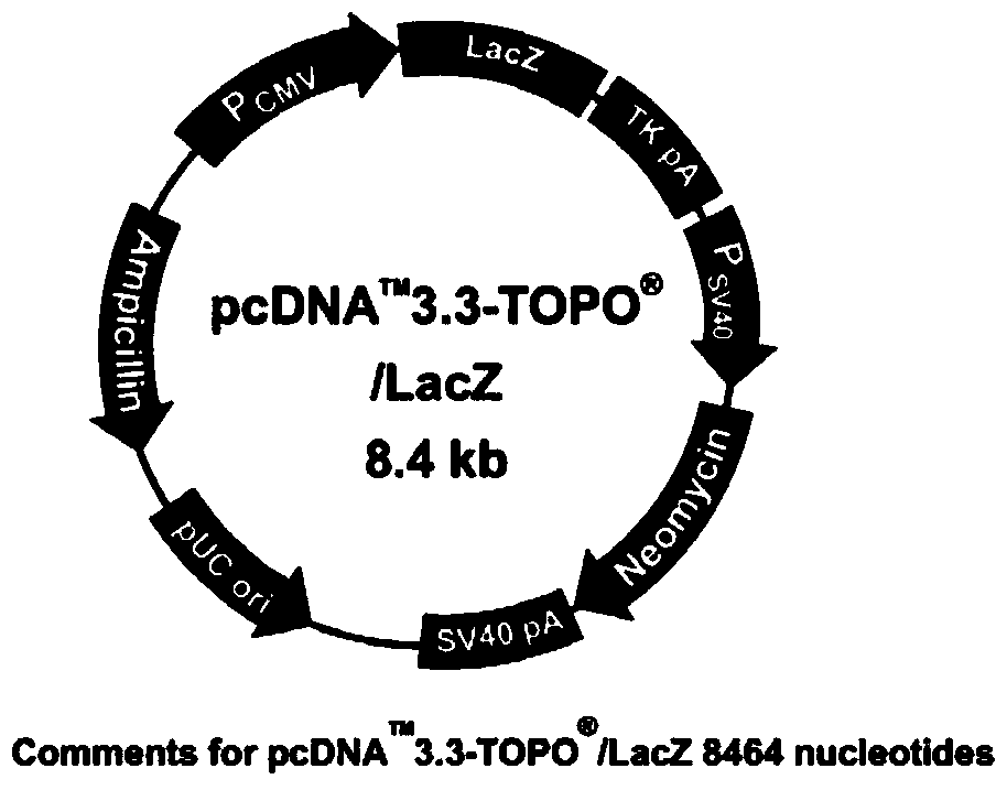 Condon optimized African swine fever virus P54 gene, nucleic acid vaccine and application thereof