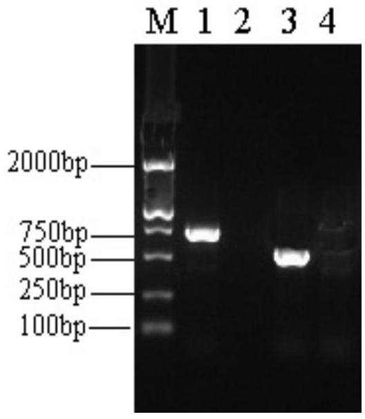 Condon optimized African swine fever virus P54 gene, nucleic acid vaccine and application thereof