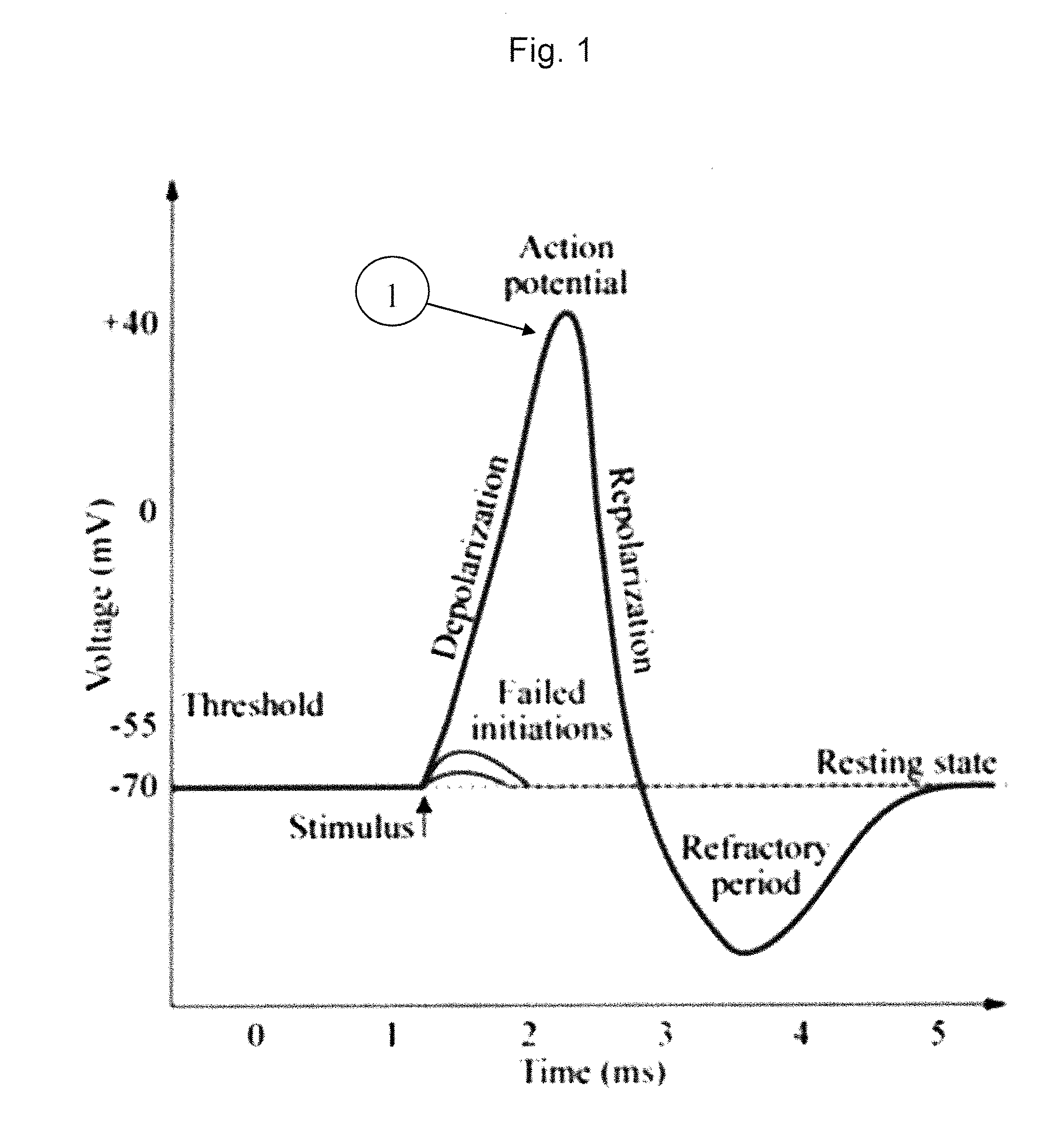 Method And Apparatus For The Detection Of Neural Tissue