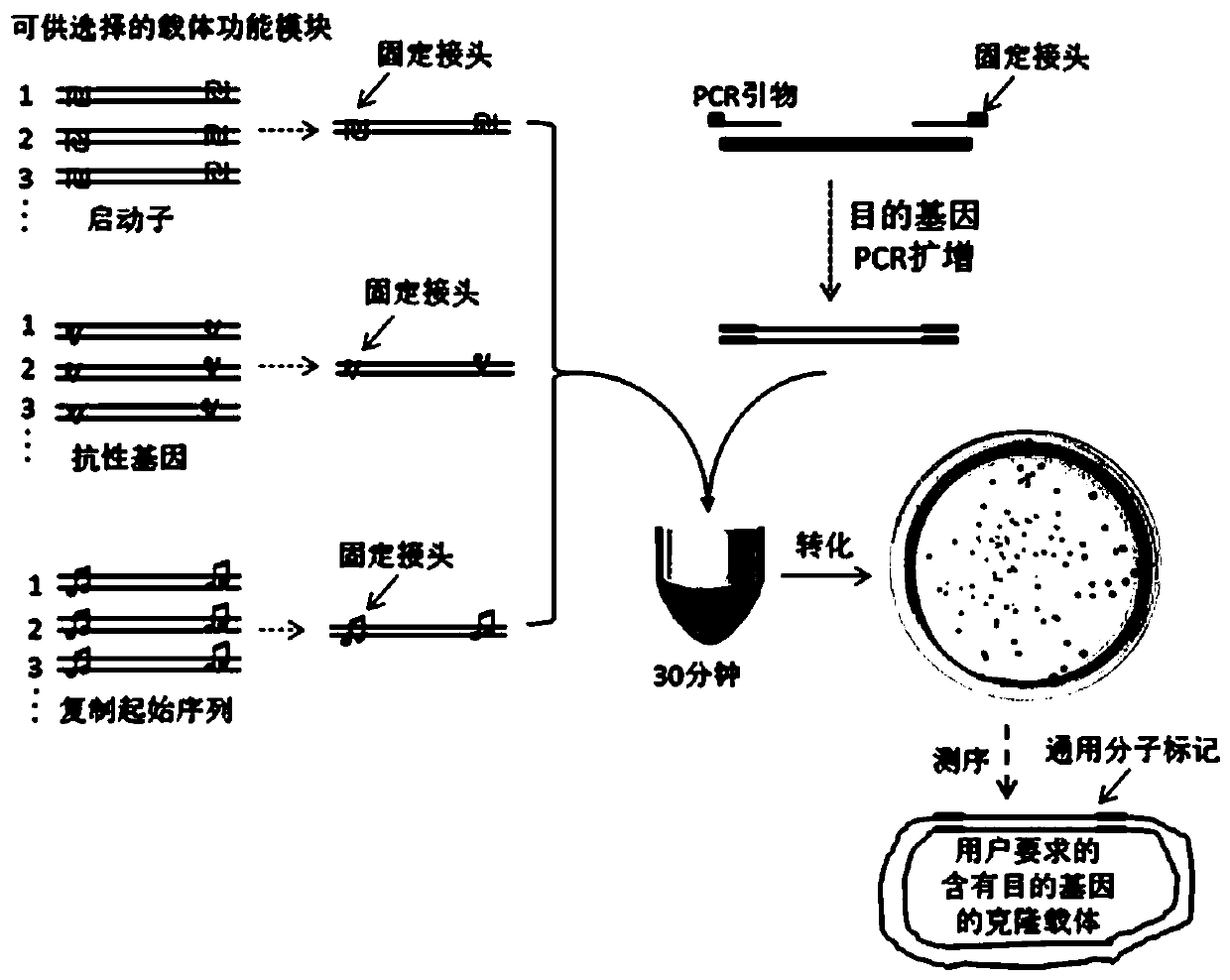 A New Gene Cloning Method